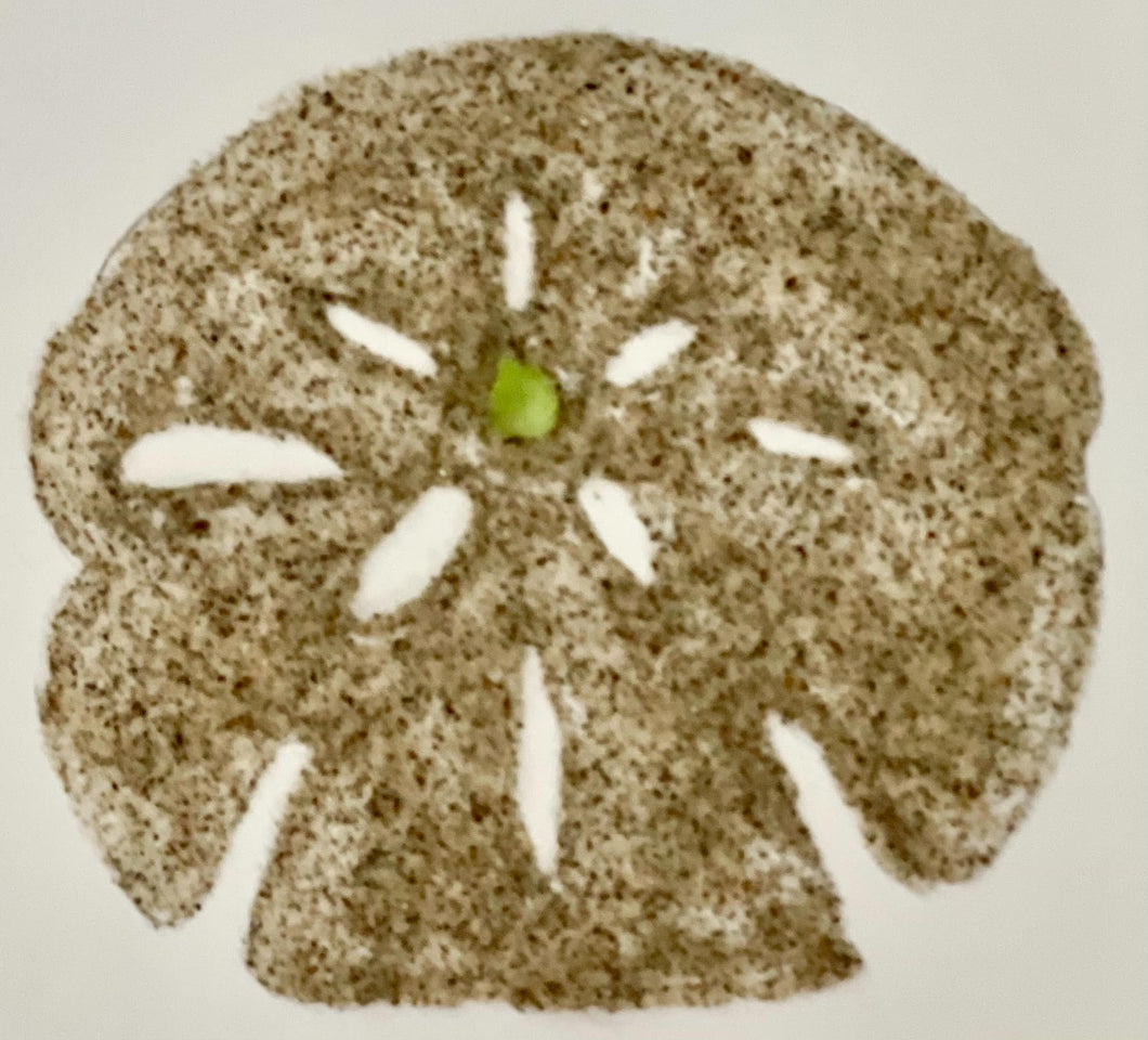 Sand Dollars Gift Card available in denominations of $25, $50 $100!